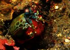 Fangschreckenkrebs mit Eiern, Mantis Shrimp, Nudi Retreat, Lembeh Strait