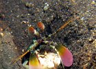 Fangschreckenkrebs, Mantis Shrimp, TK3, Lembeh Strait