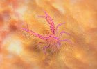 Hairy Squat Lobster, Lauriea siagiani, Lembeh Strait, Pintu Colada
