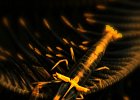 Haarstern Partnergarnele, Crinoid Commensal Shrimp