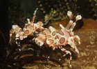 Harlekin Garnele Harlequin Shrimp, Hymenocera elegans