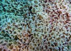 Blasenkoralle, Batu Gohso, Nord Sulawesi