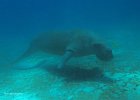 Dugong, Alfa Omega, Bangka Island