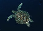Gr&#38;uuml;ne Meeresschildkr&#38;ouml;te Green Turtle, Bunaken 2017