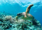 Karettsschildkroete_Hawksbill_Turtle, Raja Ampat 2016