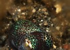 Bobtail Squid, euprymna berryi, Lembeh Strait, Retak Larry