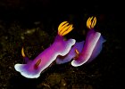 Hypselodoris apolegma Lembeh Strait 2017