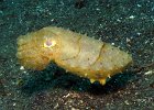 Breitarm Sepia Broadclub Cuttlefish juvenile, TK1, Lembeh Strait