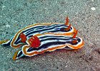 Chromodoris magnifica, Paradise, Nord-Sulawesi