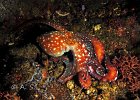 Coconut Octopus, Nudi Retreat, Lembeh Strait