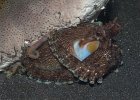 Coconut Octopus, Lembeh Strait