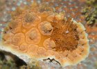 Dendrodoris carbunculosa, Lembeh Strait, Mawali Wrack