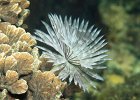 Feather Duster Worm, Sabellidae, Lembeh Strait