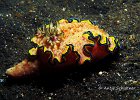Glossodoris cincta, TK3, Lembeh Strait