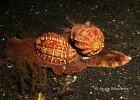 Harpa major, Harfenschnecke,  Nudi Retreat, Lembeh Strait