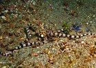 Mimic Octopus, Pante Parigi, Lembeh Strait