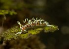 Caloria sp., Lembeh Strait 2017