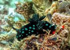 Nembrotha cristata, variable Neonsternschnecke, Rainbow, Bangka Island