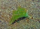 Saftsauger Elysia ornata, Secret Bay, Bali