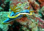 Chromodoris annae, Bangka Island, Nord-Sulawes