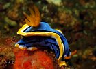 Chromodoris annae, Critter Hunt, Lembeh Strait