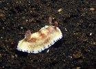 Chromodoris aureopurpurea, Prachtsternschnecke, TK3, Lembeh Strait