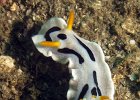 Chromodoris dianae, Makawide, Lembeh Strait