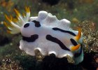 Chromodoris dianae, Makawide2, Lembeh Strait
