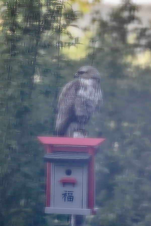 maeusebussard.jpg
