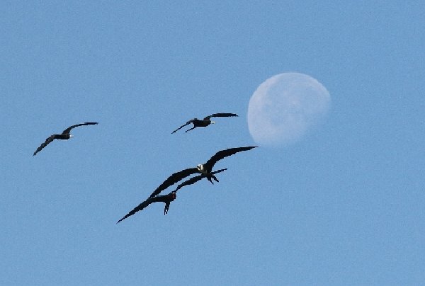 032fregattvoegelfrigatebirds.jpg