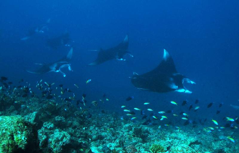 6 Mantas im Vorbeiflug