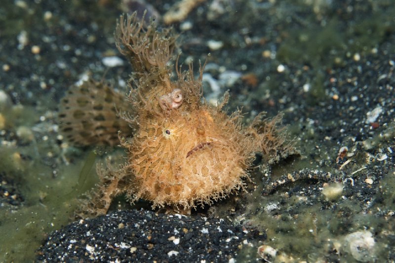 010HairyFrogfish.jpg