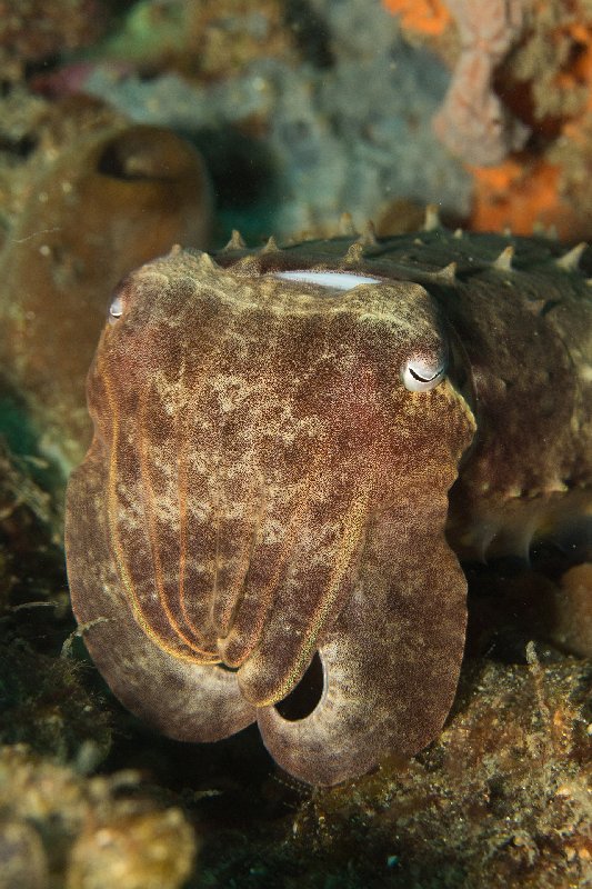 019Sepia,BroadclubCuttlefish.jpg