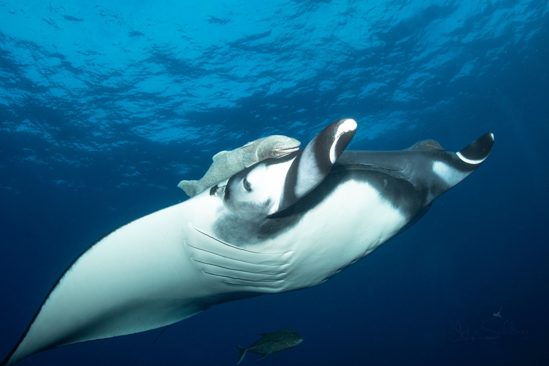 Manta; Riesenrochen 10.jpg