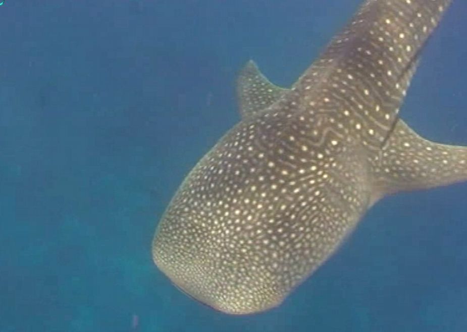 whaleshark.jpg